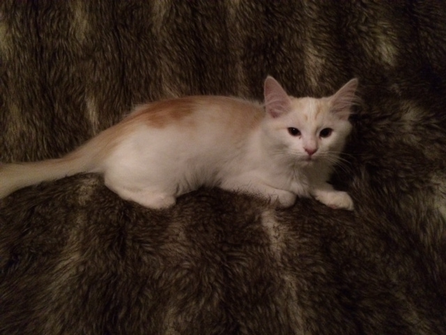 Sibirisk katt Regulus